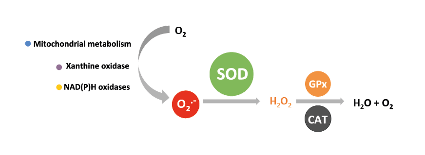 Superoxidedismutase